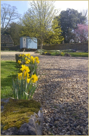 Daffodils in Spring 2013 at Cotswold Woollen Weavers