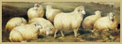 Cotswold Woollen Weavers' soft Lambswool 'on the hoof'