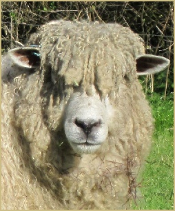 The Cotswold Lion: Explore the amazing story of why the Cotswold sheep became known as the Cotswold Lion.